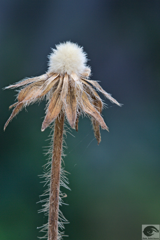  MG 3489 welke Blumen